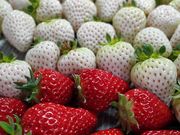 8farmの写真3