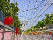 8farmの写真4