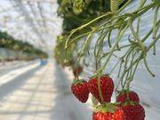 AGRICIAの写真3