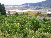 大北果樹園の写真2