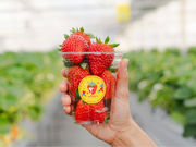 Strawberry Garden いわつるfam.の写真3