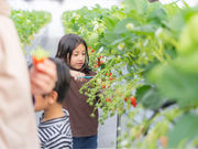 Strawberry Garden いわつるfam.の写真4