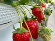 THE RED mountain berry farmの写真3