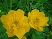 礼文はなガイドクラブの写真4