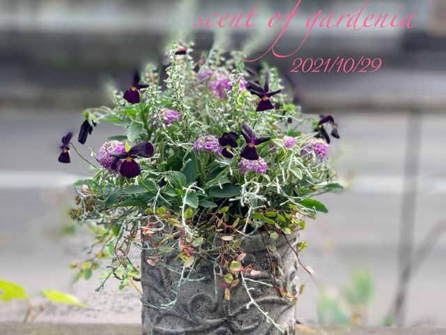Scent of Gardenia