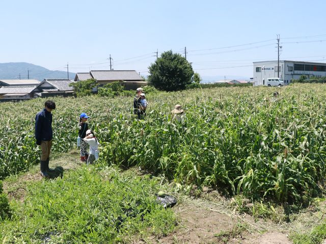 6反の自社圃場や、周辺農家の畑で、多様な農業体験を提供しています。_紀の川流域カンパニー