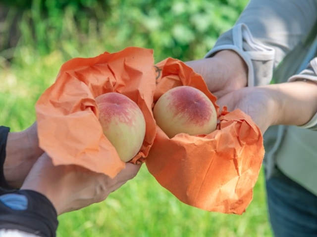 綺麗な色の桃が収穫できました♪_MOMONA Peach Farm