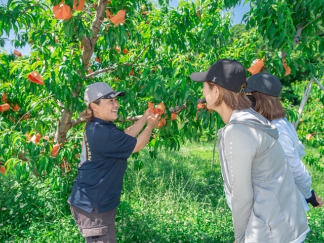 桃の収穫方法をレクチャーします!_MOMONA Peach Farm