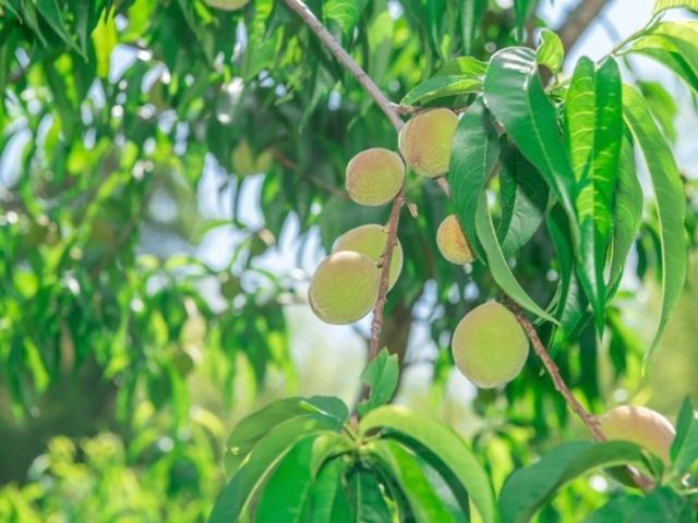 まだ袋がけする前の若い桃_MOMONA Peach Farm