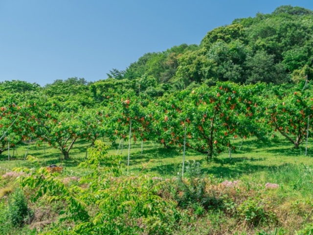 自然の中に広がる桃農園。ゆったりとお過ごしください。_MOMONA Peach Farm