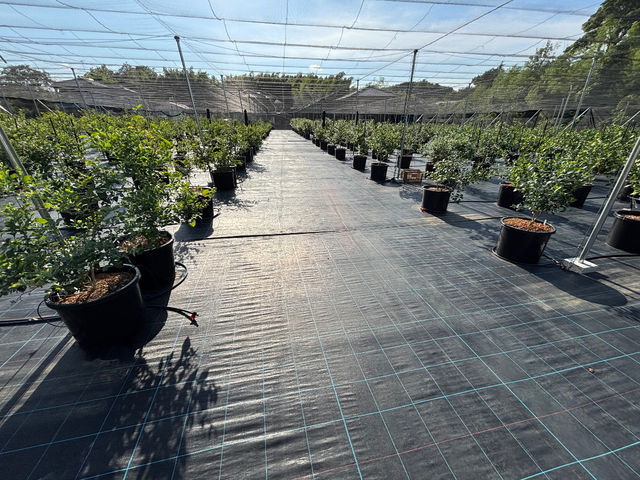 BB Farm タワワ