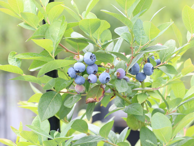 BB Farm タワワ