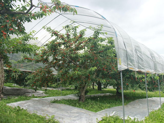 雨よけビニールがるので雨の日もできます_田中さくらんぼ園