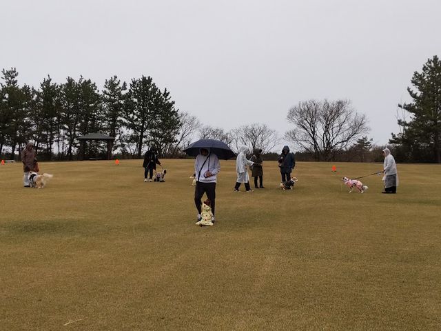 天然芝でペットの運動会_一般社団法人スポーツコミッションかほく