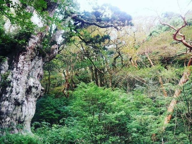 屋久島の輪