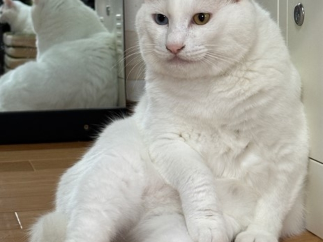 保護猫カフェ Cat Space