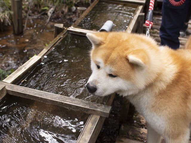 散歩途中、色々な「顔」を見せてくれる秋田犬を見ているだけで癒されます。_一般社団法人ヘルスケアデザイン秋田