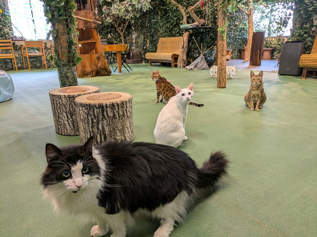 森をイメージした広い店内を猫達が自由に過ごしてます!_KURASHIKI ヒョウ猫の森