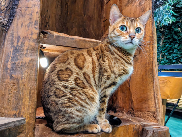 ヒョウ柄で有名なベンガルキャットがメインの猫カフェです!_KURASHIKI ヒョウ猫の森
