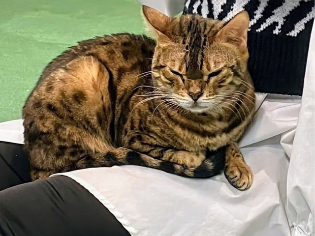 猫ちゃんの気が向けば。。。お膝で寝てくれるかも?_KURASHIKI ヒョウ猫の森