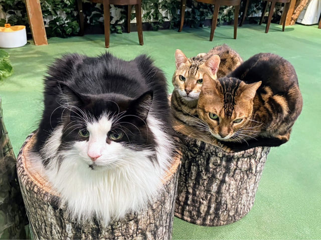 みんな仲良し♪_KURASHIKI ヒョウ猫の森