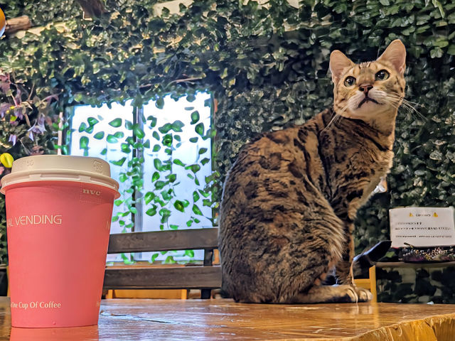 時間を気にせず、猫とのんびり癒しの時間を。_KURASHIKI ヒョウ猫の森