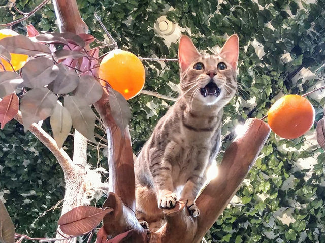 木の上で元気いっぱい!_KURASHIKI ヒョウ猫の森
