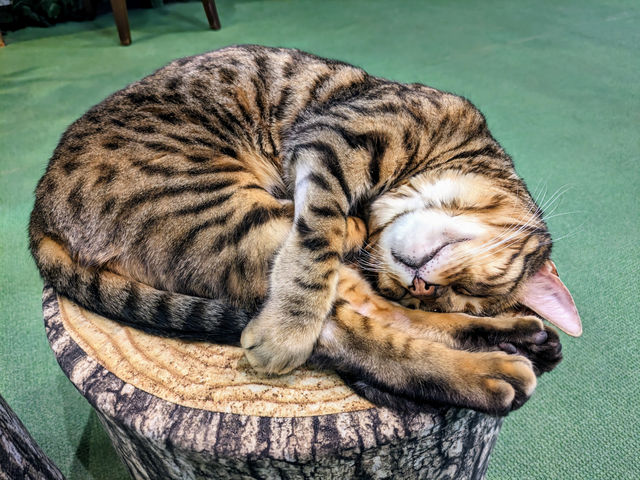 どこででもスヤスヤ〜_KURASHIKI ヒョウ猫の森