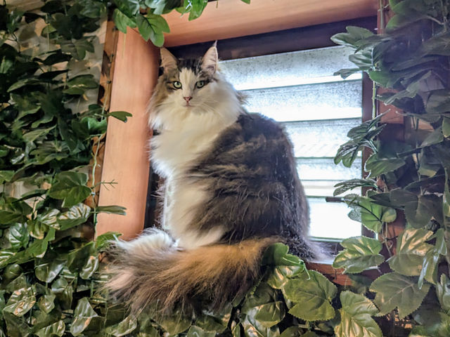 モッフモフなイケメンいます!_KURASHIKI ヒョウ猫の森