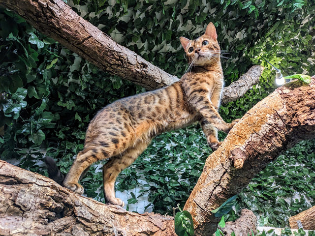 写真映えバッチリ!_KURASHIKI ヒョウ猫の森