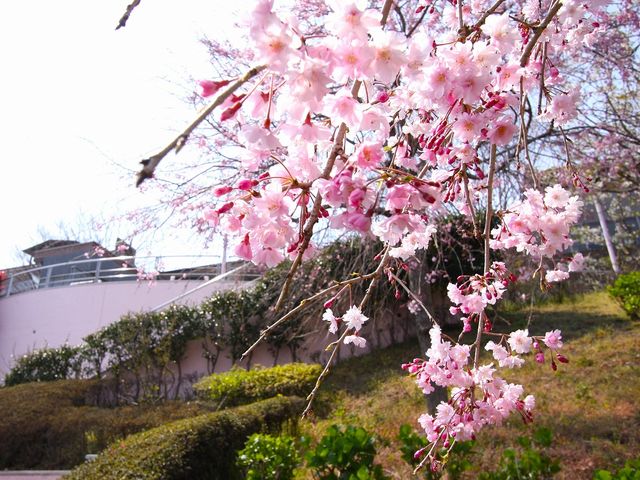絶景の宿 さくら亭