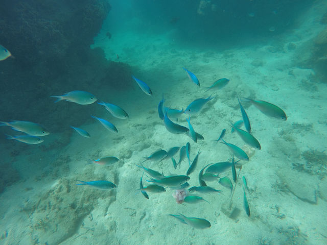 discovery okinawa