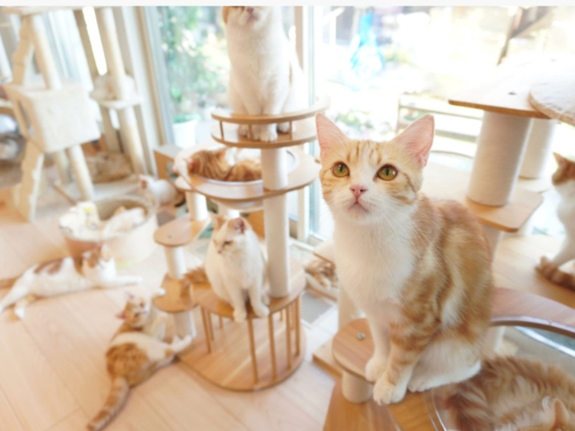 マンチカンの猫カフェです。長足マンチカンも短足マンチカンもいます。_猫カフェ まんちの樹