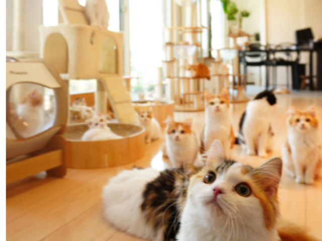 可愛いマンチカンが遊んでもらえるのを待ってます_猫カフェ まんちの樹