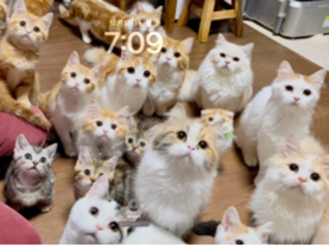 猫じゃらしを振ると集まってきてくれます。_猫カフェ まんちの樹