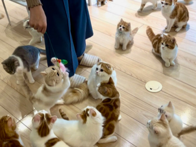 猫まみれを経験してみてください_猫カフェ まんちの樹