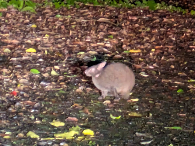 国の特別天然記念物、アマミノクロウサギ。
原始的な生態をもち、ナイトツアーでしか
出逢えないのです。
_森の妖精