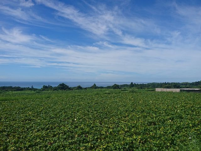 芋畑の風景です!_細松芋畑
