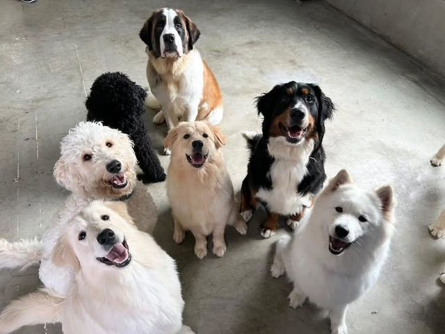 大型犬ふれあいカフェもふちる岡山店