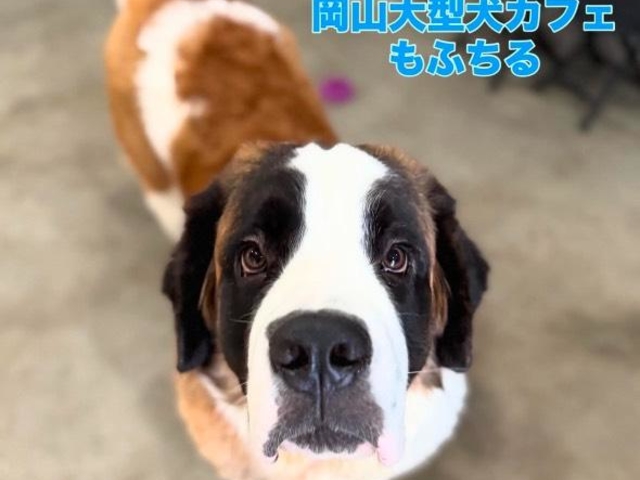 大型犬ふれあいカフェもふちる岡山店