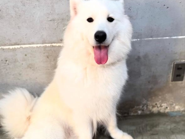 大型犬ふれあいカフェもふちる岡山店