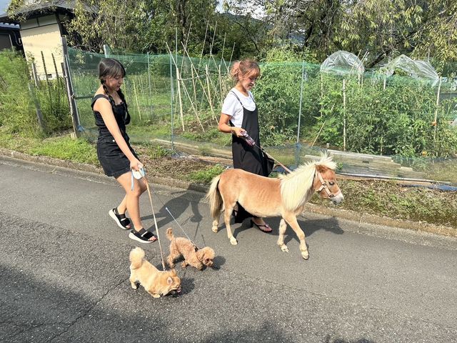 ☆お好きなお馬さんをお選び頂き場外へ「お散歩体験」が出来ます!
☆ワンちゃんなどペットとお馬さんと一緒に散歩もOK、小さなお子様も安心してご一緒頂けます。
_ぽにぃている
