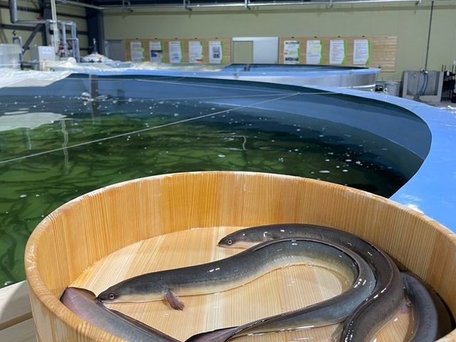 陸上養殖で育てたニホンウナギをお試し下さい_平沼水産上里halk
