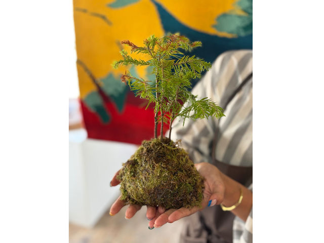 「松盆栽苔玉作りワークショップ」も毎月開催中!
カッコイイ盆栽と可愛らしい苔玉の組み合わせは、とっても人気です。5、6歳のお子さまからご参加頂いています!_MUSUBI 結び