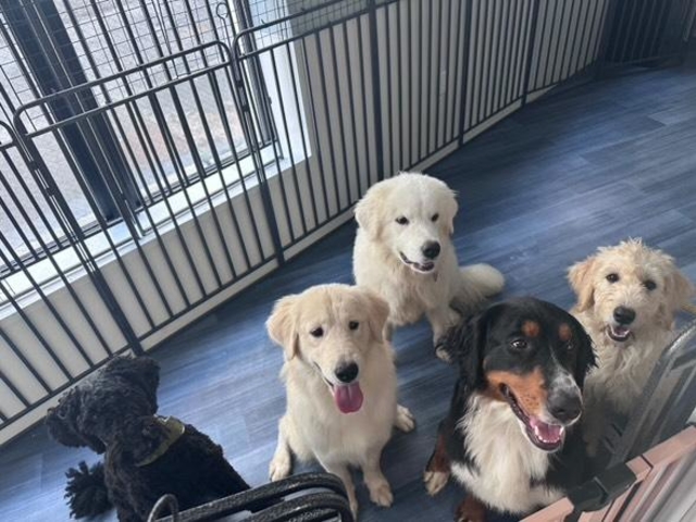 大型犬ふれあいカフェもふちる東京港区店