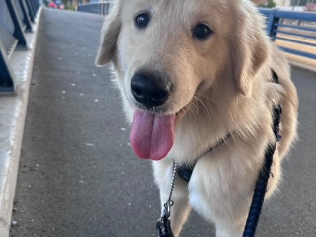 大型犬ふれあいカフェもふちる東京港区店