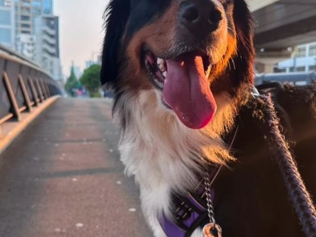 大型犬ふれあいカフェもふちる東京港区店