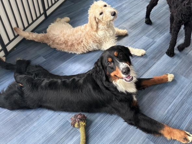 大型犬ふれあいカフェもふちる東京港区店