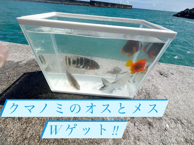 ファミリープラン
