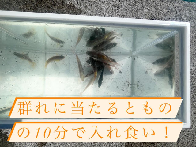 ファミリープラン